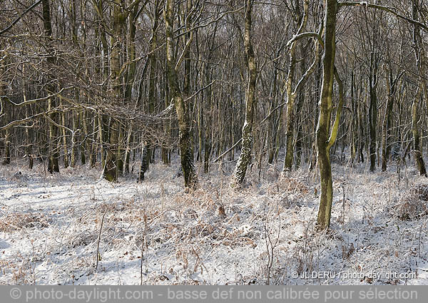 paysage hivernal  / winter landscape